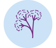 Valeriana